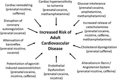 Does Prenatal Exposure to CNS Stimulants Increase the Risk of Cardiovascular Disease in Adult Offspring?